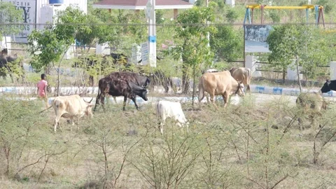 View of cows walking in a field, Different colors cows in a field Video stock 147675781