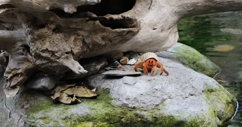 View of crab Stock Footage 255687609