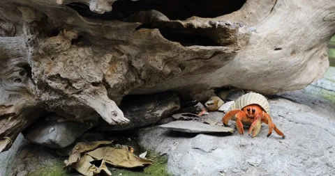 View of crab Stock Footage 255689012