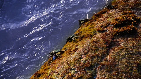View crab sitting on the rocks Video stock 33710605