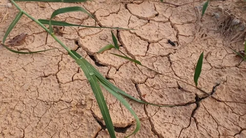 View of cracked clay in the village Stock Footage 342082270