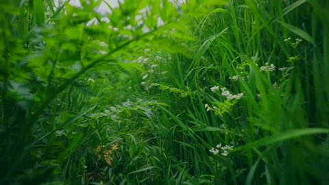 View of a crawling animal, cat or snake through the grass. Scampering through Stock Footage 133036229