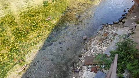 View of the creek with ducks Stock Footage 138799547