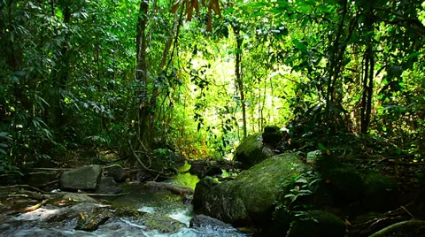 View of the creek in tropical forest Video stock 33692831