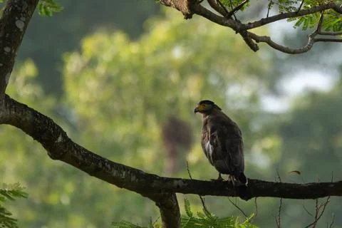 View of a Crested serpent eagle in nature Stock Photos