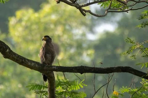 View of a Crested serpent eagle in nature Stock Photos