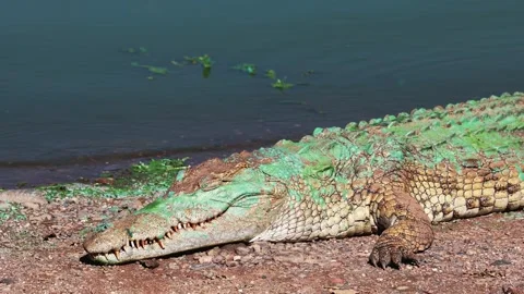 View of a crocodile with green algae on its skin, South Africa. 動画素材 335613322