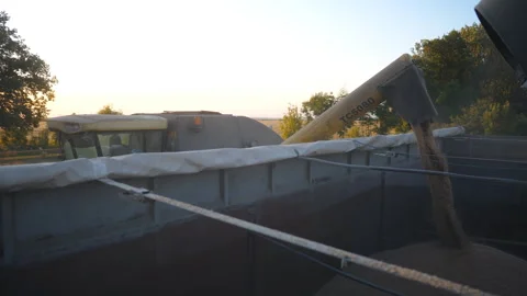 View of crop wheat loading. Yellow dry kernels falling from combine auger into Stock Footage 333394167