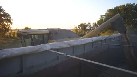 View of crop wheat loading. Yellow dry kernels falling from combine auger into Видео 335304392