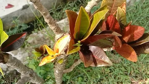 View of the croton flower Stock Footage 237002692