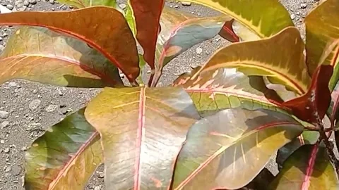 View of the croton flower Stock Footage 237002897