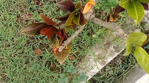 View of the croton flower Stock Footage 237003124