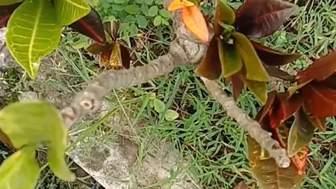 View of the croton flower Stock Footage 237003125