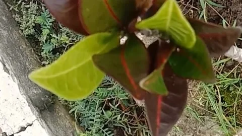 View of the croton flower Stock Footage 237003311