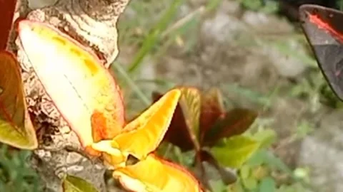 View of the croton flower Video stock 237003555