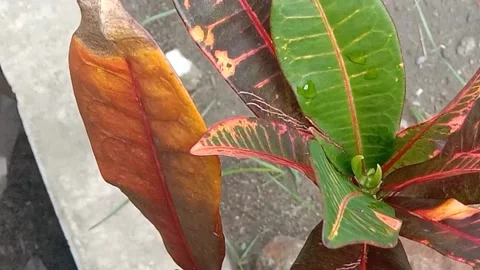 View of the croton flower Stock Footage 237003760