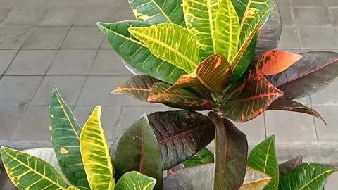 View of the croton flower Stock Footage 237003866