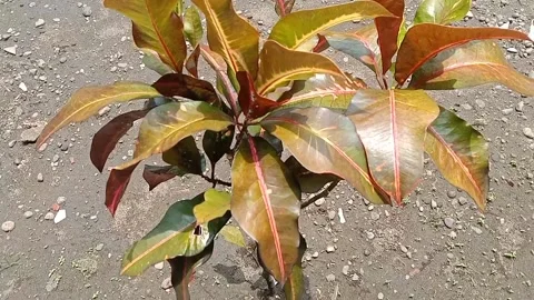 View of the croton flower Stock Footage 237003966