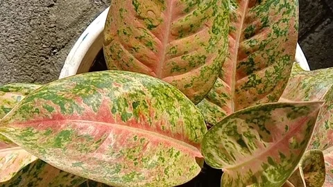 View of the croton flower Stock Footage 237054391