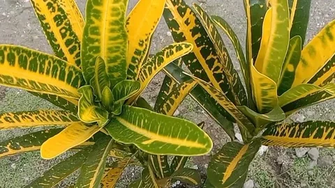 View of the croton flower Stock Footage 237325315