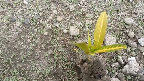 View of the croton flower Stock Footage 237327264