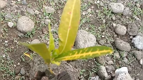 View of the croton flower Stock Footage 237327266