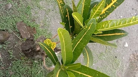 View of the croton flower Video stock 237327330