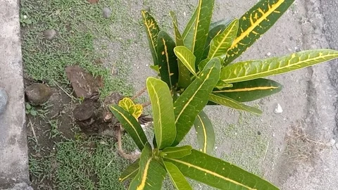 View of the croton flower Stock Footage 237327331