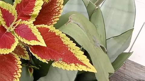 View of the croton flower Stock Footage 237456624