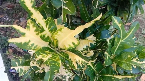 View of the croton flower Stock Footage 237811320