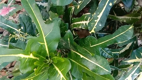 View of the croton flower Stock Footage 237811427