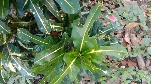 View of the croton flower Stock Footage 237811463