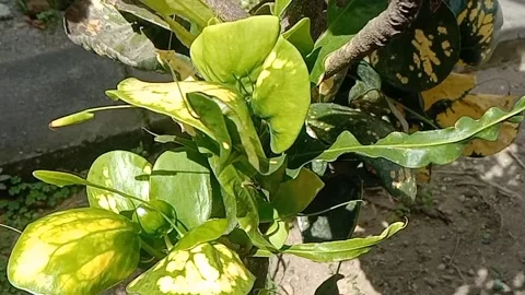 View of the croton flower Stock Footage 237811686