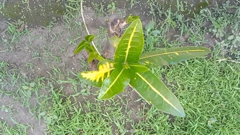 View of the croton flower Stock Footage 237873892