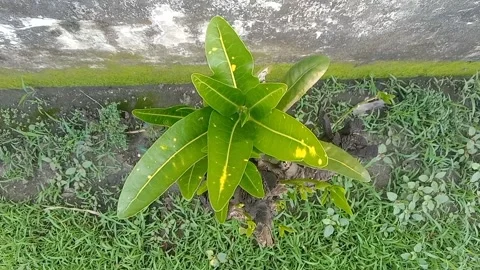 View of the croton flower Stock Footage 237873893