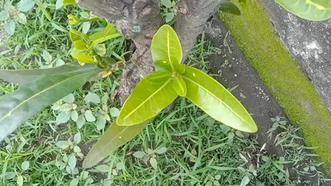 View of the croton flower Stock Footage 237874078