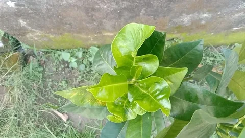 View of the croton flower Stock Footage 237874109