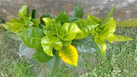 A view of the croton flower Video stock 237874178