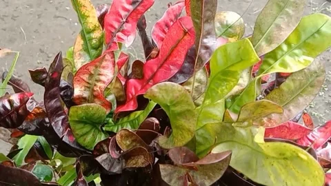 View of the croton flower Stock Footage 238458862