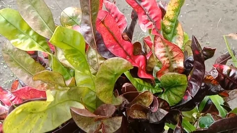 View of the croton flower Stock Footage 238458893