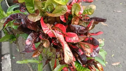 A view of the croton flower Stock Footage 238459033