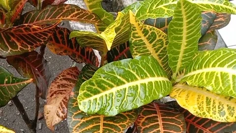 View of the croton flower Stock Footage 238459074