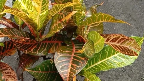 View of the croton flower Stock Footage 238459076