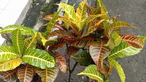 View of the croton flower Stock Footage 238459104