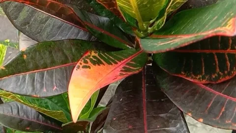 A view of the croton flower Stock Footage 238459145