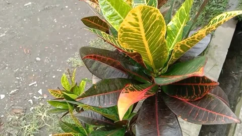 View of the croton flower Stock Footage 238459182