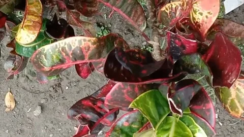 View of the croton flower Stock Footage 238459247