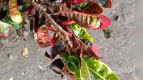 View of the croton flower Stock Footage 238459330