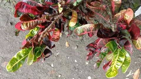 View of the croton flower Stock Footage 238459331