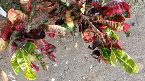 View of the croton flower Stock Footage 238459333